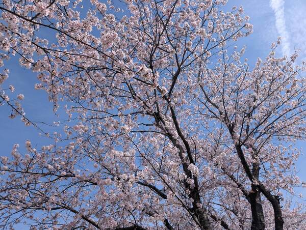 line_oa_chat_260409_100008_group_1_コピー