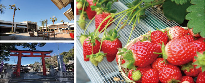 千葉 九十九里いちご狩り日帰りバスツアー 太陽の里の団体旅行 千葉 九十九里いちご狩り日帰りバスツアー 太陽の里の団体旅行