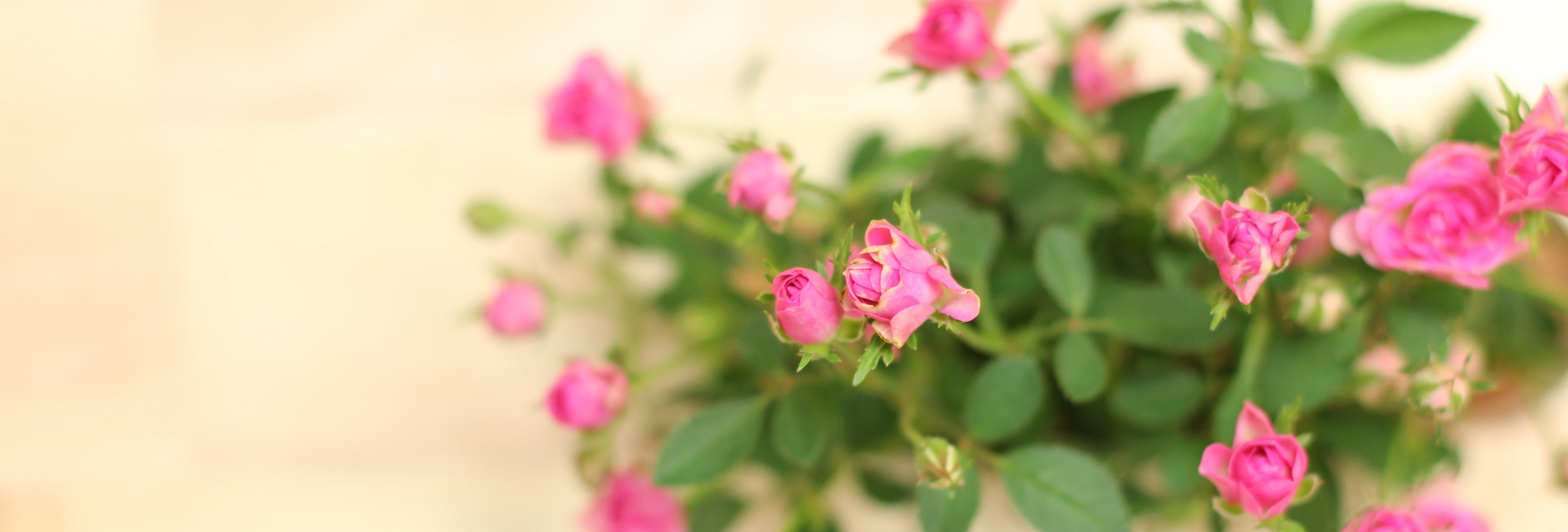 ローズウォーターを化粧水に 利用方法 注意点 オーガニック好きにおすすめ 夢王 ムオウ Muoh Japan ローズウォーターを化粧水に 利用方法 注意点 オーガニック好きにおすすめ 夢王 ムオウ Muoh Japan