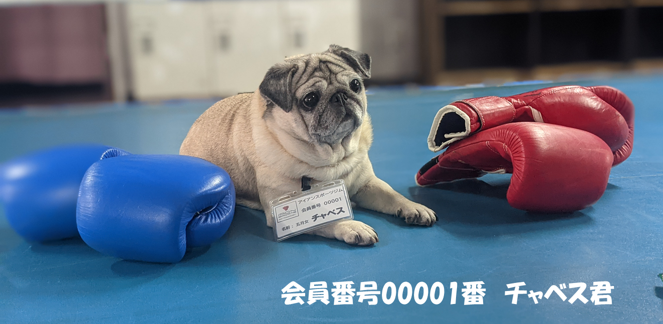 アイアンスポーツボクシングジム葛飾区小菅足立区綾瀬駅2分 アイアンスポーツボクシングジム葛飾区小菅足立区綾瀬駅2分