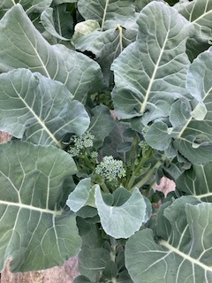 茎ブロッコリー