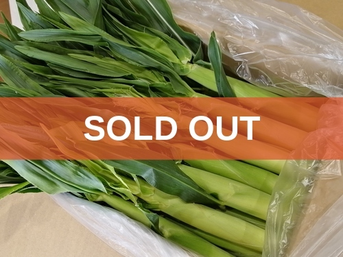 soldout_80サイズ　50本