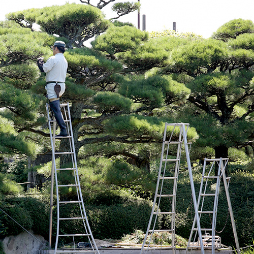 庭木の剪定・伐採・消毒