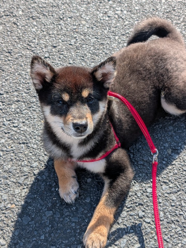 PXL_20251115_003634216.MP