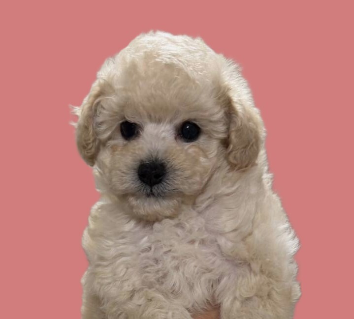 1773584785414-1-1(写）