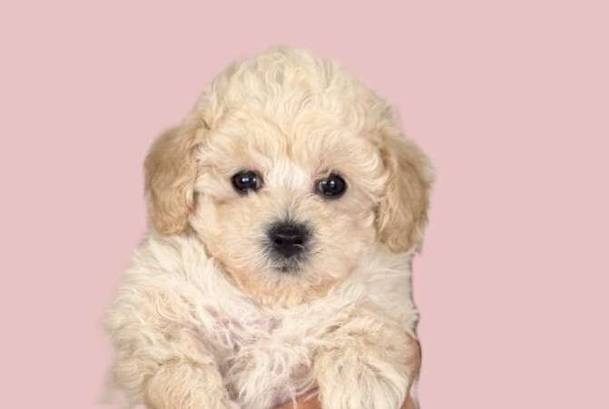 1773584808423-1(写)