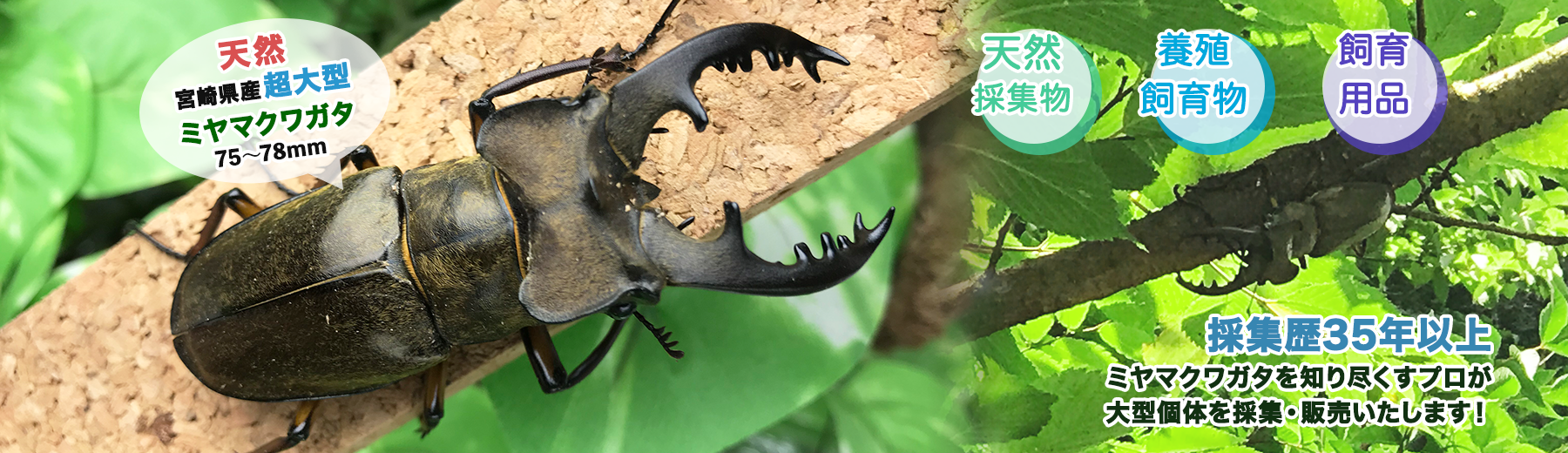Insect Factory 虫神蔵 ちゅうしんぐら ミヤマクワガタの採集 通販 宮崎市 Insect Factory 虫神蔵 ちゅうしんぐら ミヤマクワガタの採集 通販 宮崎市