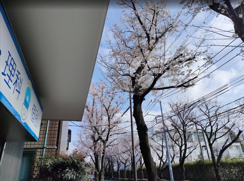 harunootozure kyousitumaesakura