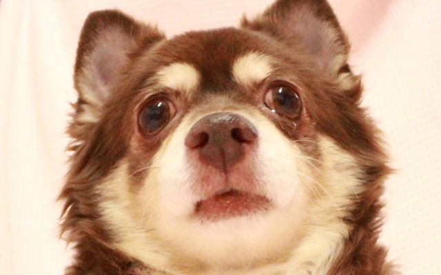 里親募集 動物愛護団体 一般社団法人sora小さな命を救う会 愛知県名古屋市 里親募集 動物愛護団体 一般社団法人sora小さな命を救う会 愛知県名古屋市