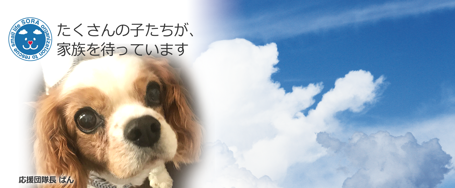 動物愛護団体 一般社団法人sora小さな命を救う会 愛知県名古屋市 動物愛護団体 一般社団法人sora小さな命を救う会 愛知県名古屋市