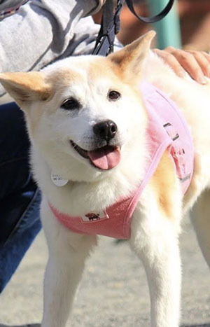 当会で預かり 治療継続中の保護犬たち 当会で預かり 治療継続中の保護犬たち