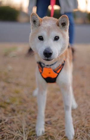 当会で預かり 治療継続中の保護犬たち
