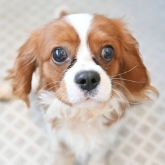 オイスターくん1