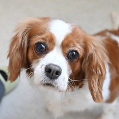 アクアリウスちゃん1