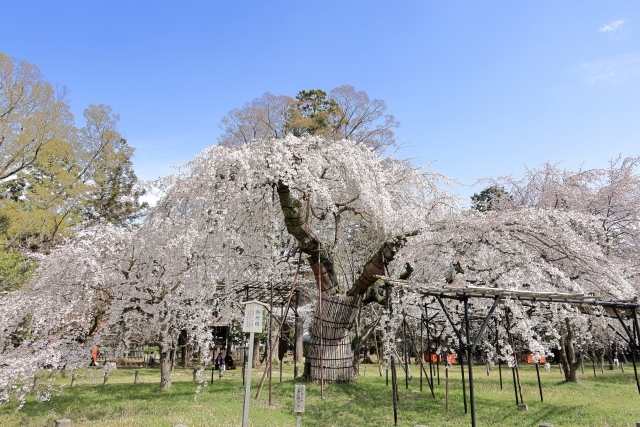 CI　上賀茂神社桜