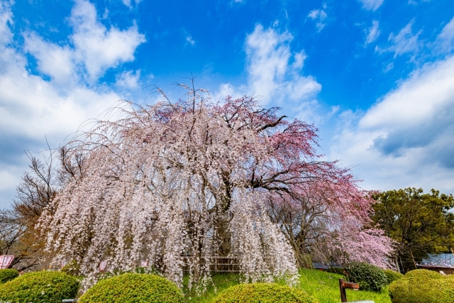 C　祗園枝垂桜