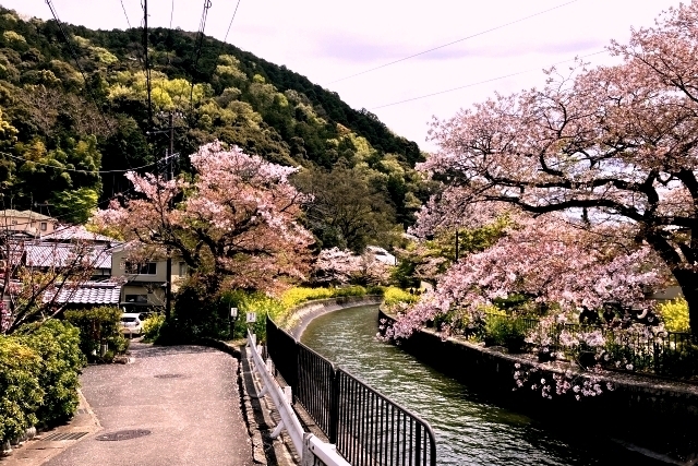C　山科疏水（桜）