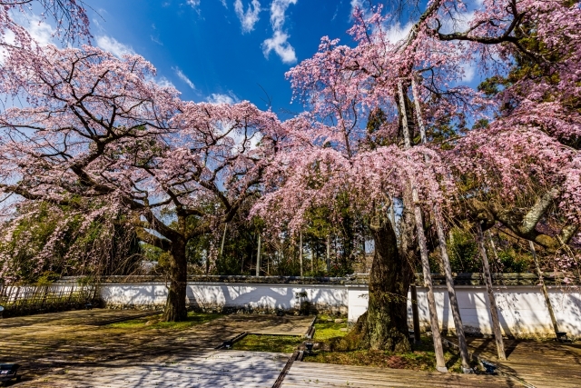 料）醍醐寺桜