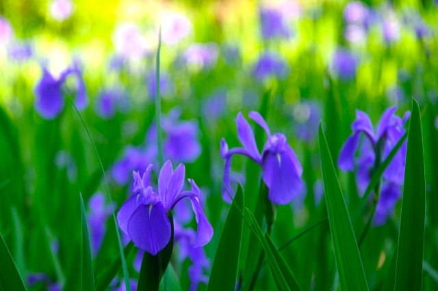 G　大田神社杜若