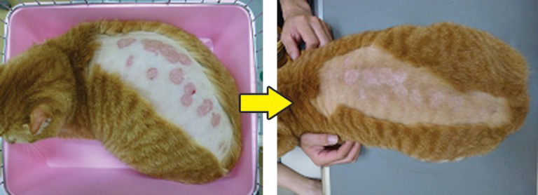 犬猫の皮膚科診療 江東区清澄白河 森下の きむら動物診療室