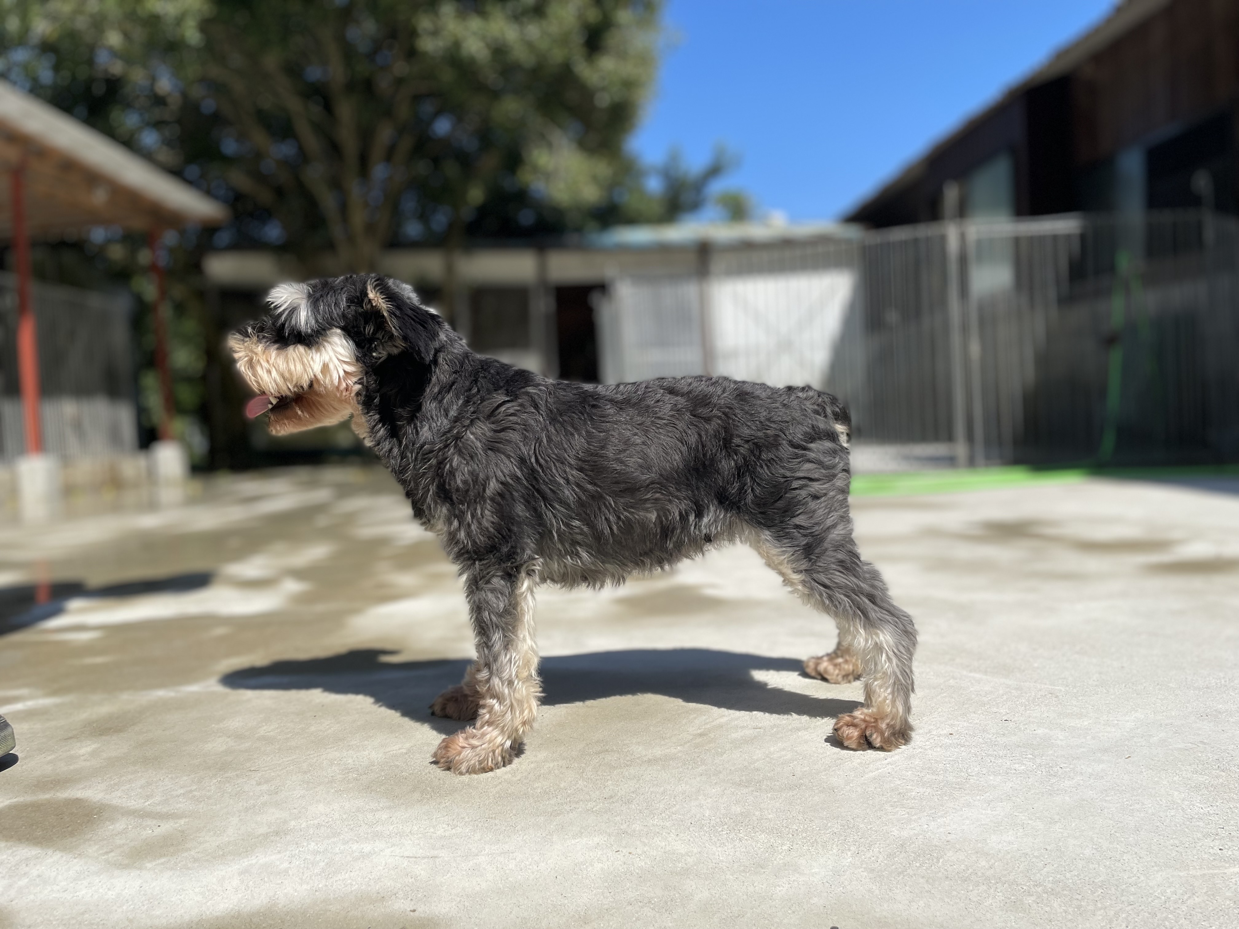 子犬 成犬販売情報 犬のしつけ 訓練は松尾愛犬訓練学校 熊本県宇土市 子犬 成犬販売情報 犬のしつけ 訓練は松尾愛犬訓練学校 熊本県宇土市