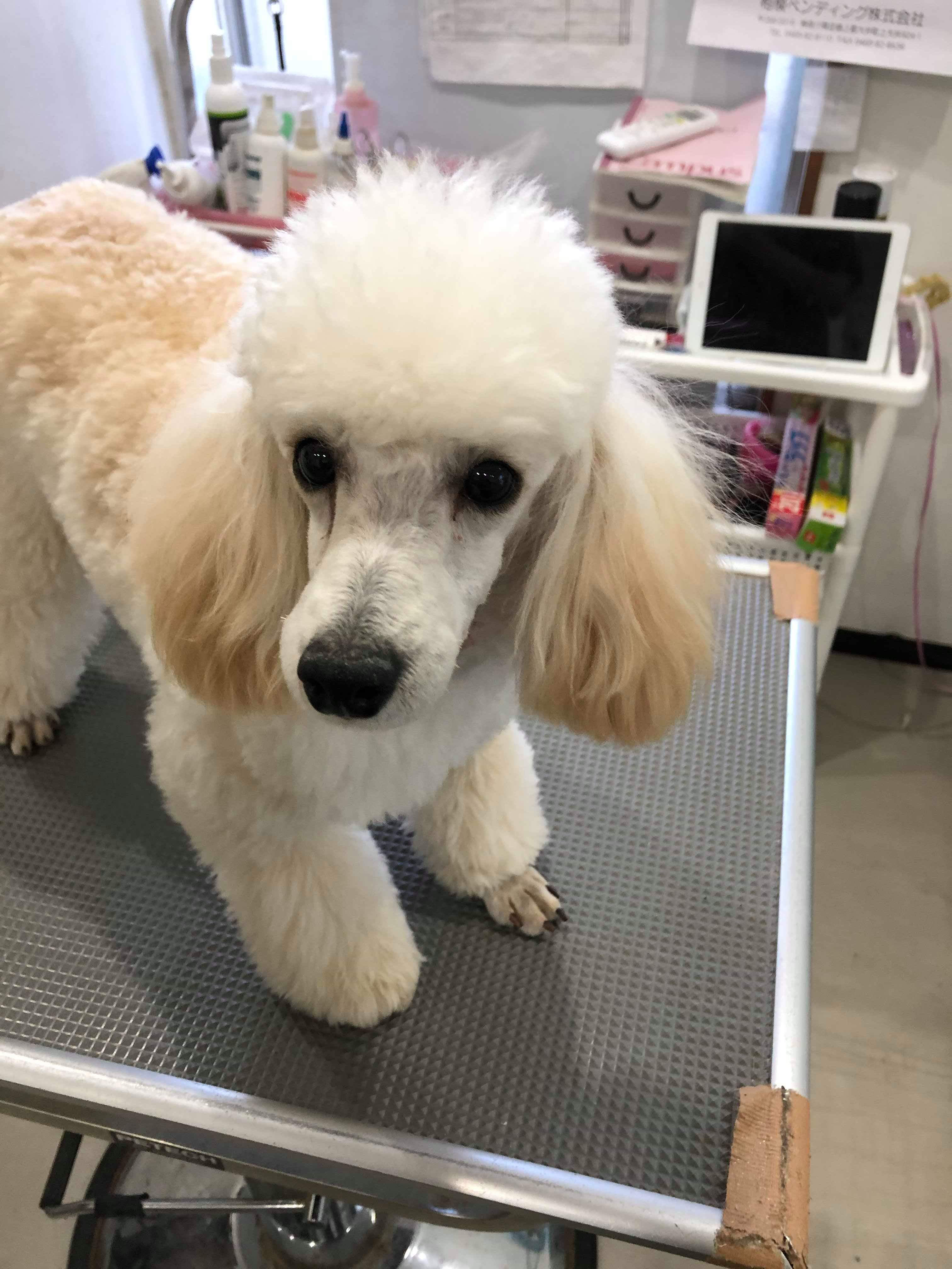 Petshop Salonりあんの里親システムのご紹介です Petshop Salonりあんの里親システムのご紹介です