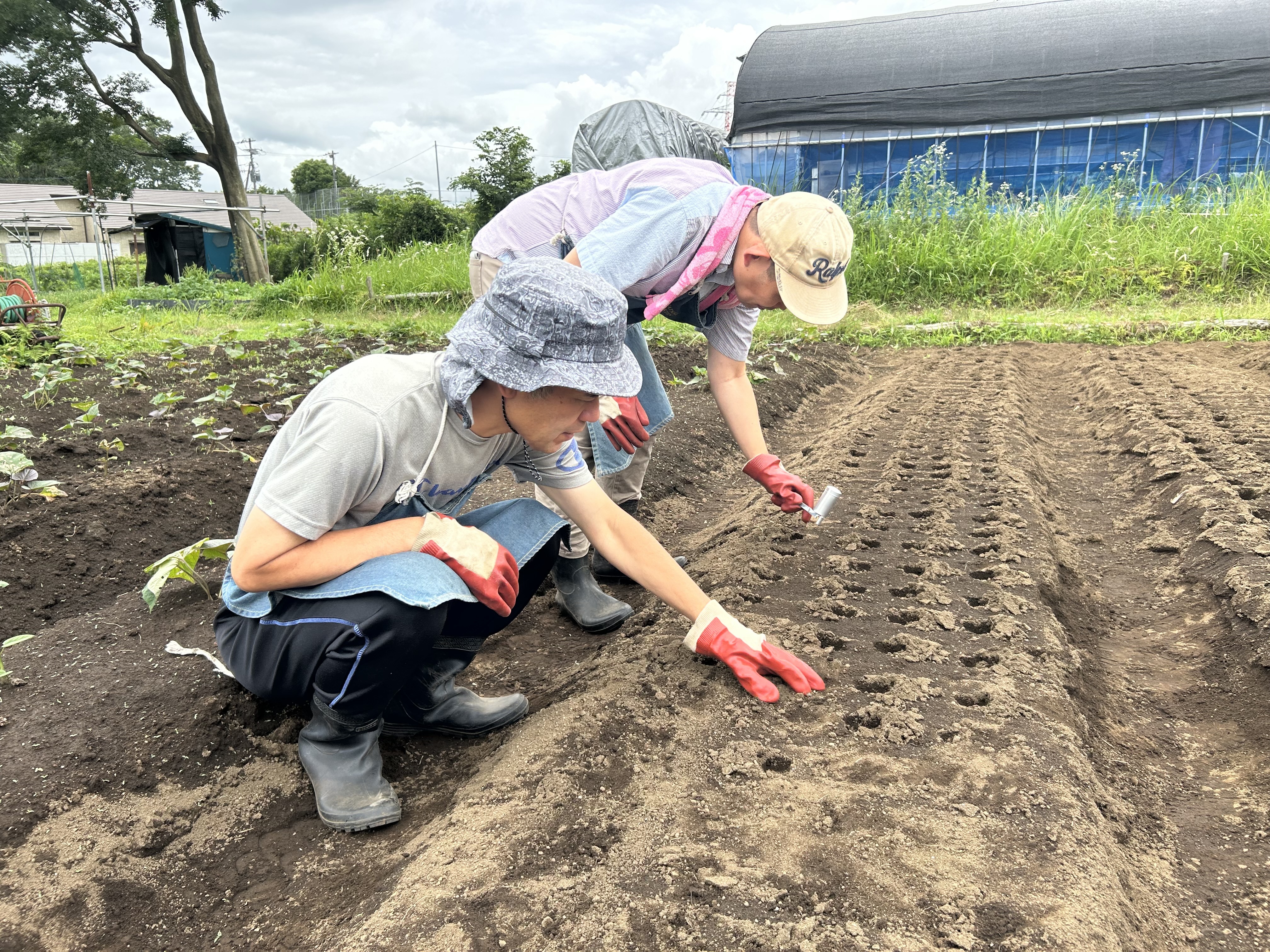 目印をしてニンジンの種をまきます