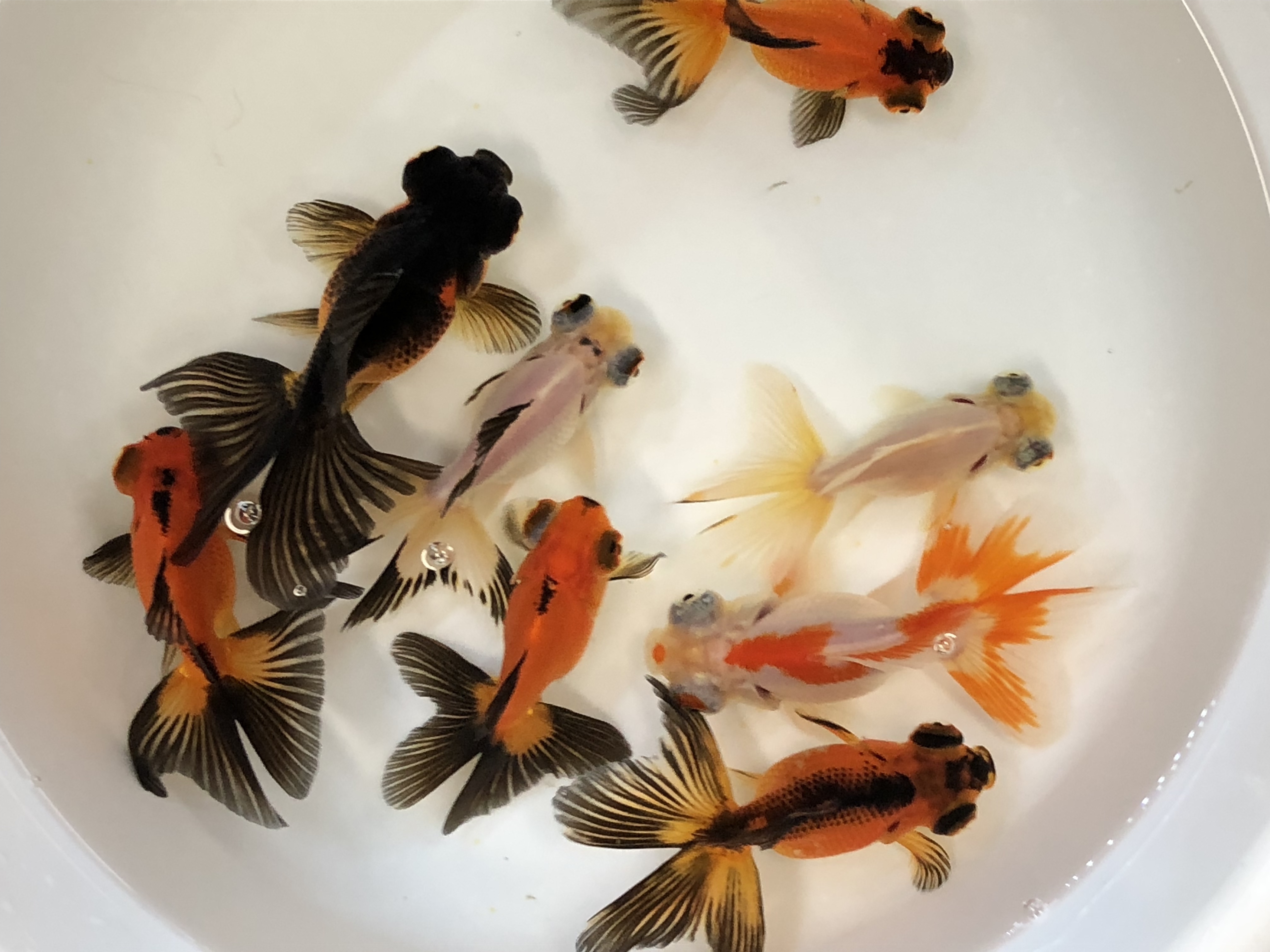 一貫した 愛する つなぐ 蝶 尾 稚魚 通販 Kjc08 Jp 一貫した 愛する つなぐ 蝶 尾 稚魚 通販 Kjc08 Jp