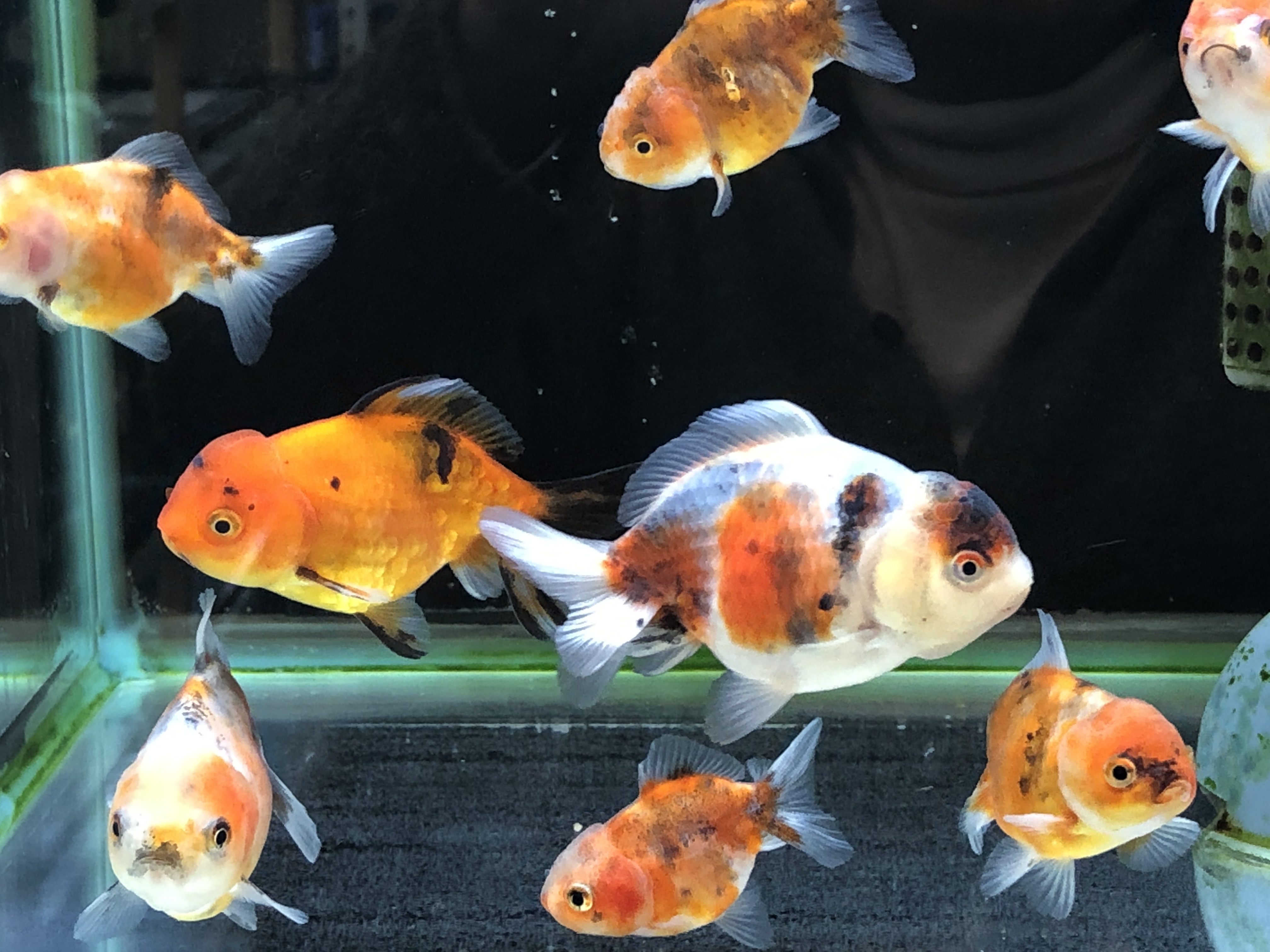 最新情報 金魚の販売 通販なら佐賀県佐賀市 きんぎょ屋 丸幸 最新情報 金魚の販売 通販なら佐賀県佐賀市 きんぎょ屋 丸幸