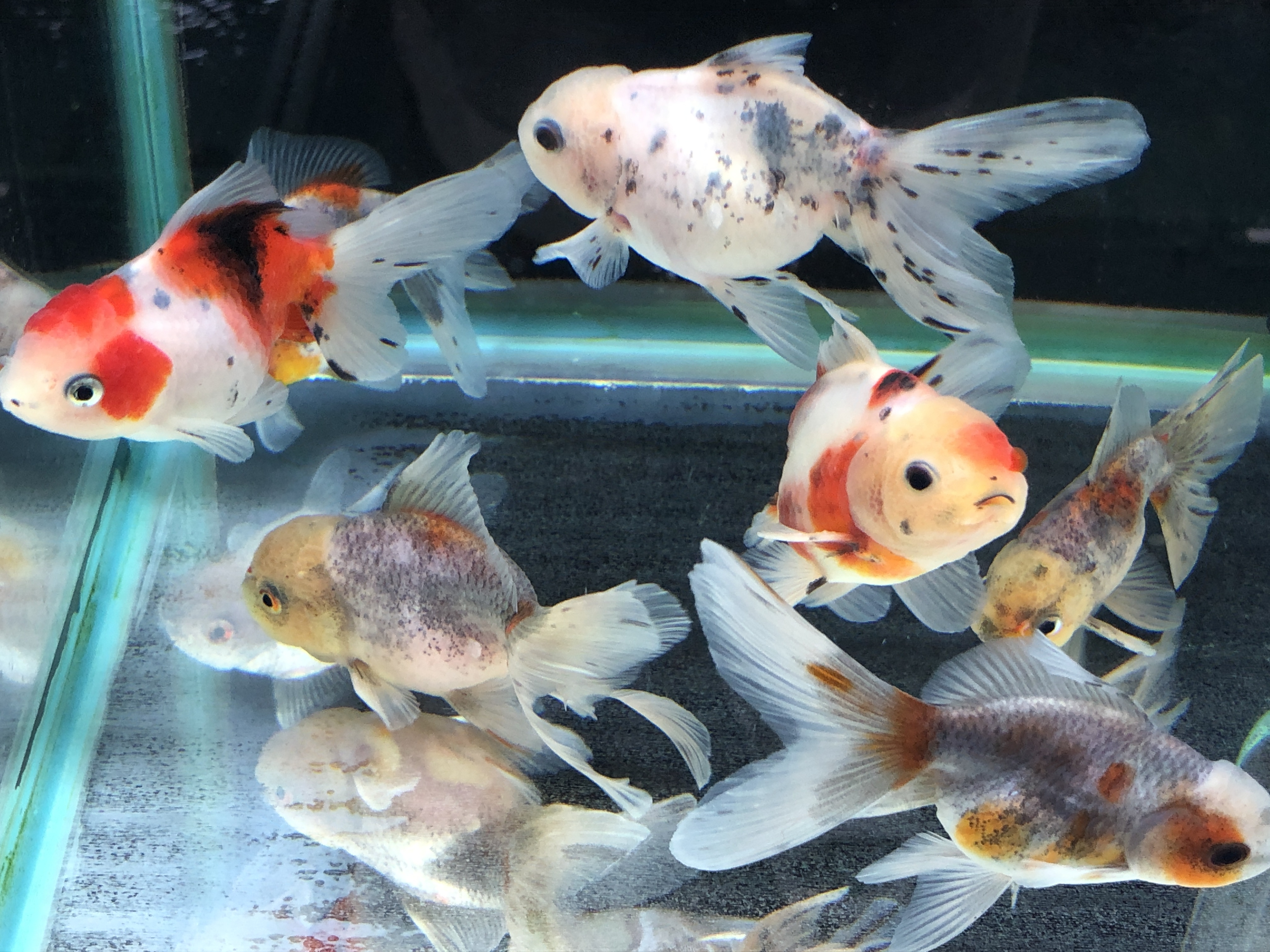 最新情報 金魚の販売 通販なら佐賀県佐賀市 きんぎょ屋 丸幸 最新情報 金魚の販売 通販なら佐賀県佐賀市 きんぎょ屋 丸幸