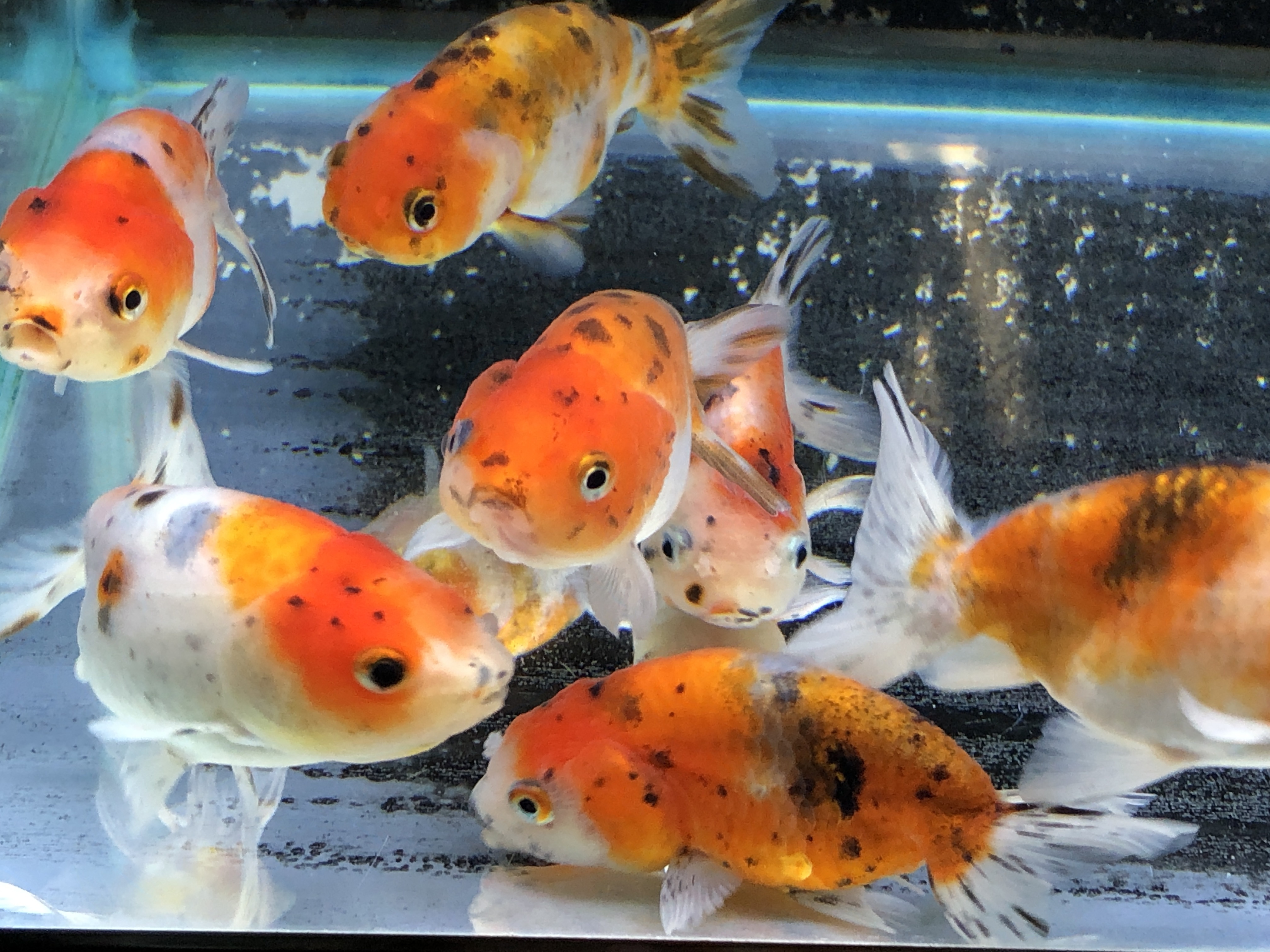 最新情報 金魚の販売 通販なら佐賀県佐賀市 きんぎょ屋 丸幸