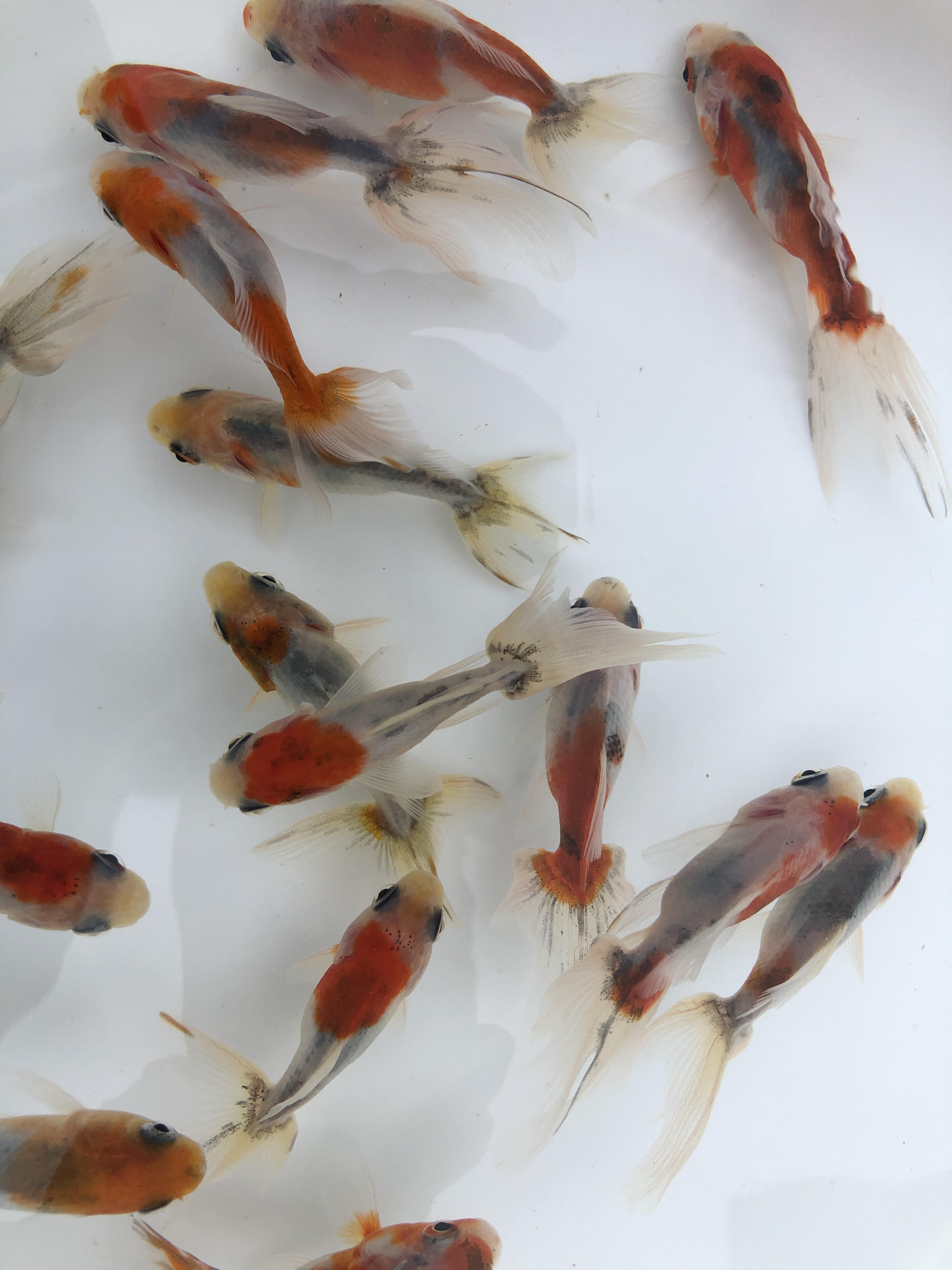 最新情報 金魚の販売 通販なら佐賀県佐賀市 きんぎょ屋 丸幸 最新情報 金魚の販売 通販なら佐賀県佐賀市 きんぎょ屋 丸幸
