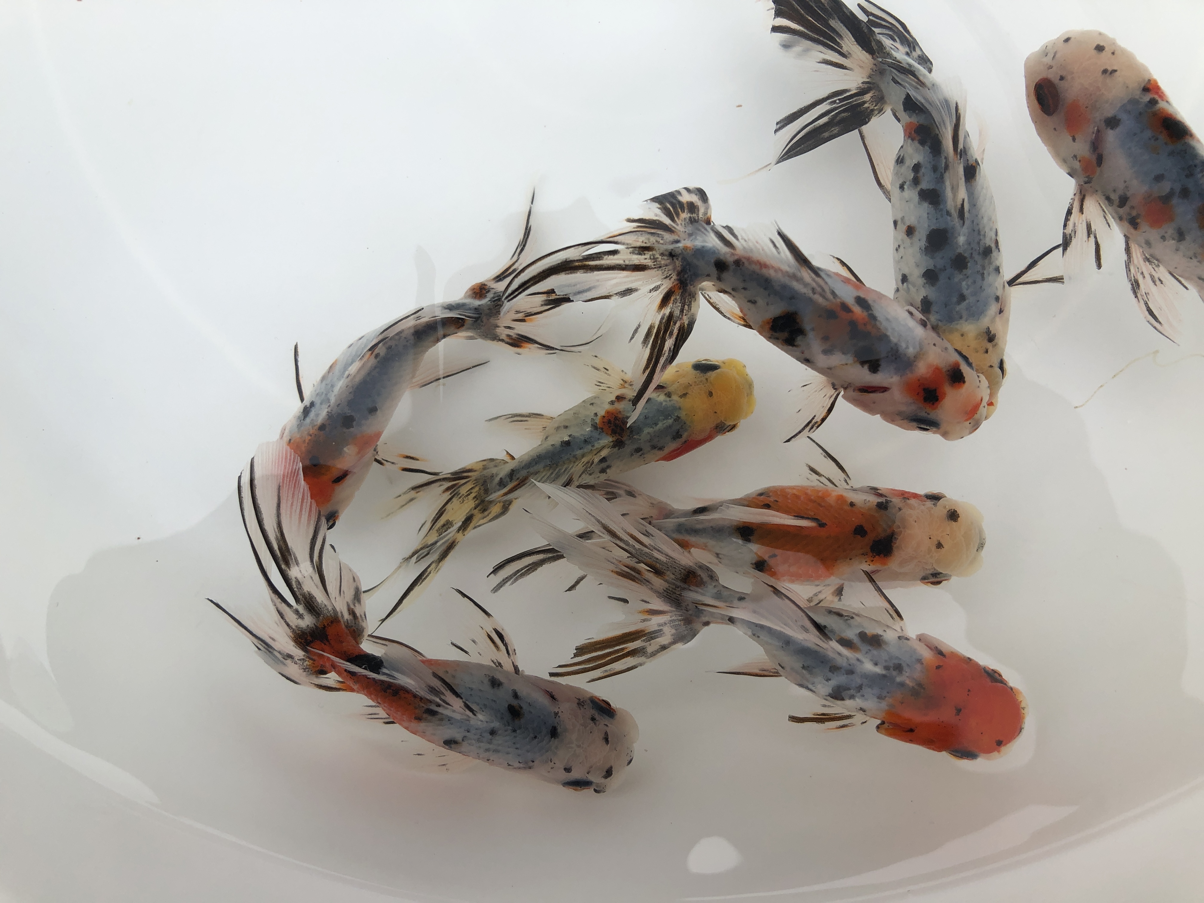 最新情報 金魚の販売 通販なら佐賀県佐賀市 きんぎょ屋 丸幸