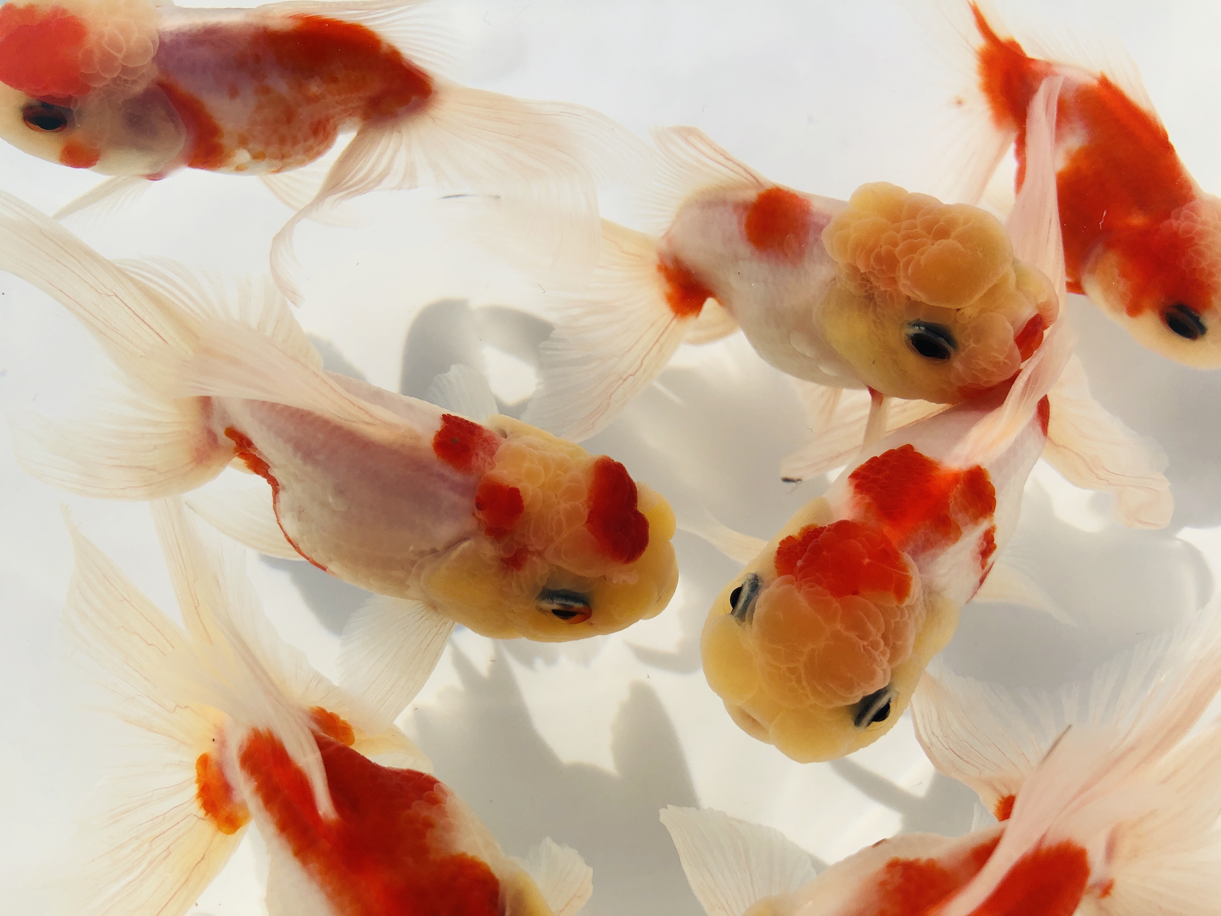 最新情報 金魚の販売 通販なら佐賀県佐賀市 きんぎょ屋 丸幸 最新情報 金魚の販売 通販なら佐賀県佐賀市 きんぎょ屋 丸幸