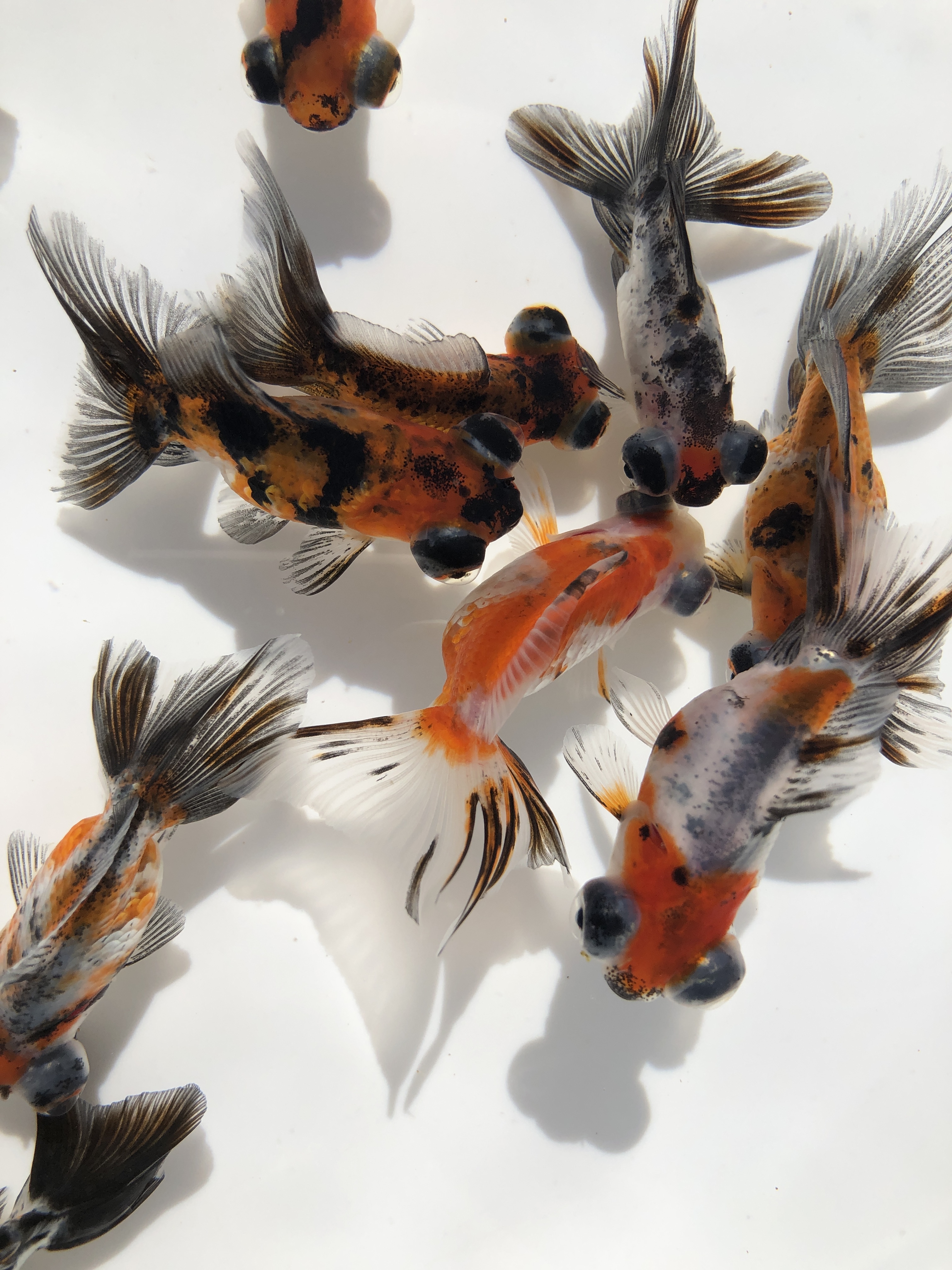 金魚リスト 金魚の販売 通販なら佐賀県佐賀市 きんぎょ屋 丸幸 金魚リスト 金魚の販売 通販なら佐賀県佐賀市 きんぎょ屋 丸幸