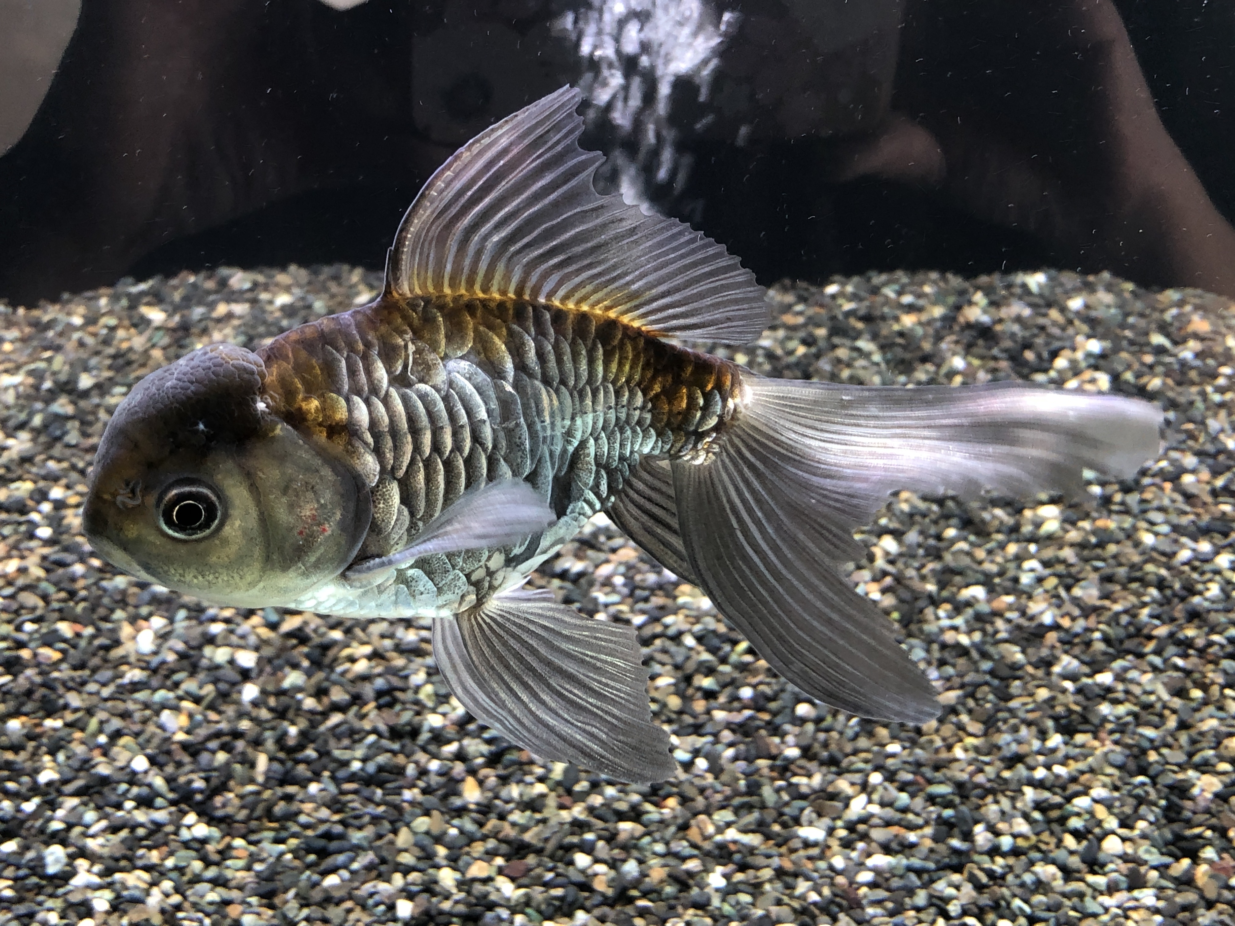 金魚リスト 金魚の販売 通販なら佐賀県佐賀市 きんぎょ屋 丸幸 金魚リスト 金魚の販売 通販なら佐賀県佐賀市 きんぎょ屋 丸幸