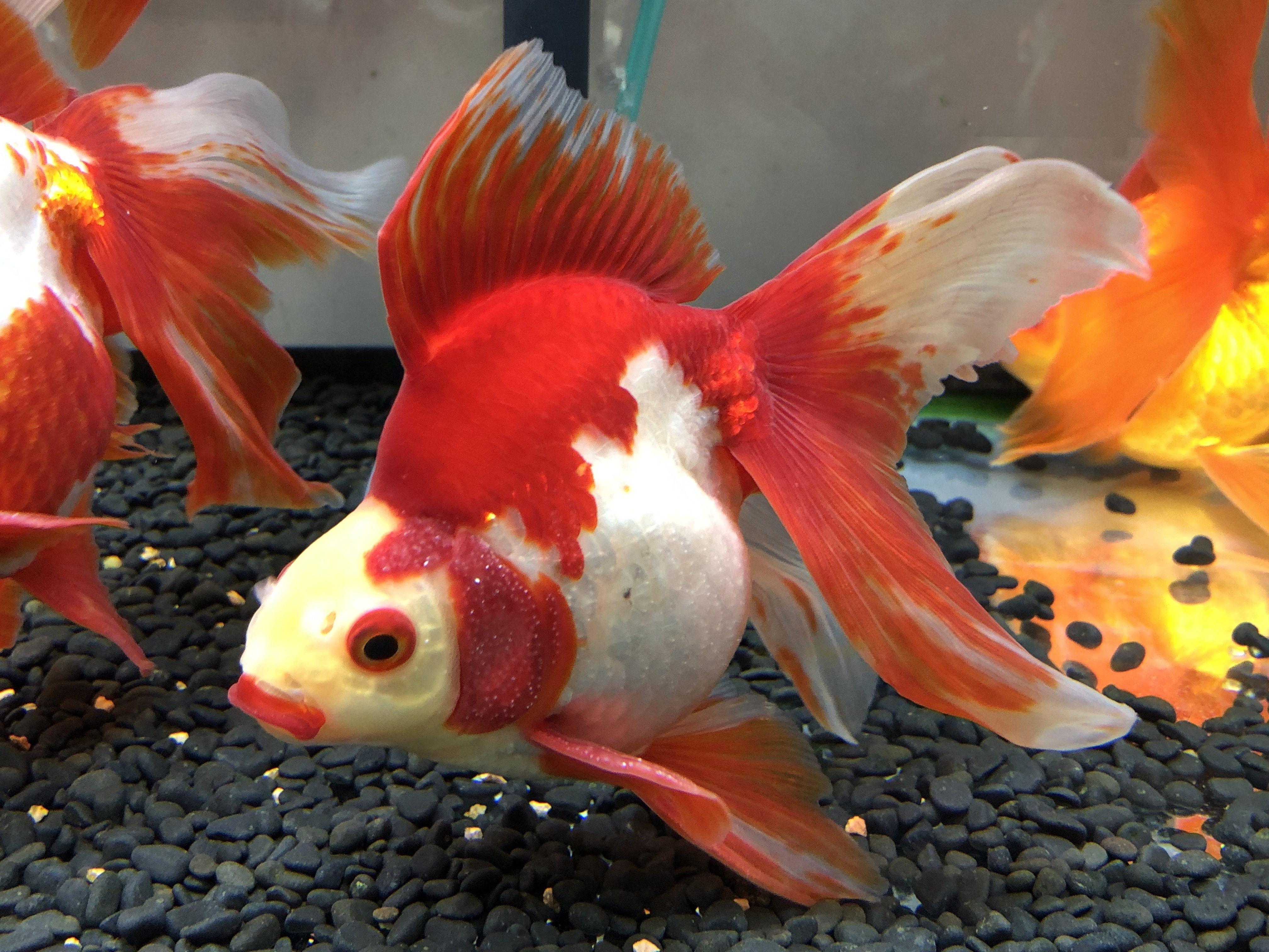 金魚リスト 金魚の販売 通販なら佐賀県佐賀市 きんぎょ屋 丸幸 金魚リスト 金魚の販売 通販なら佐賀県佐賀市 きんぎょ屋 丸幸