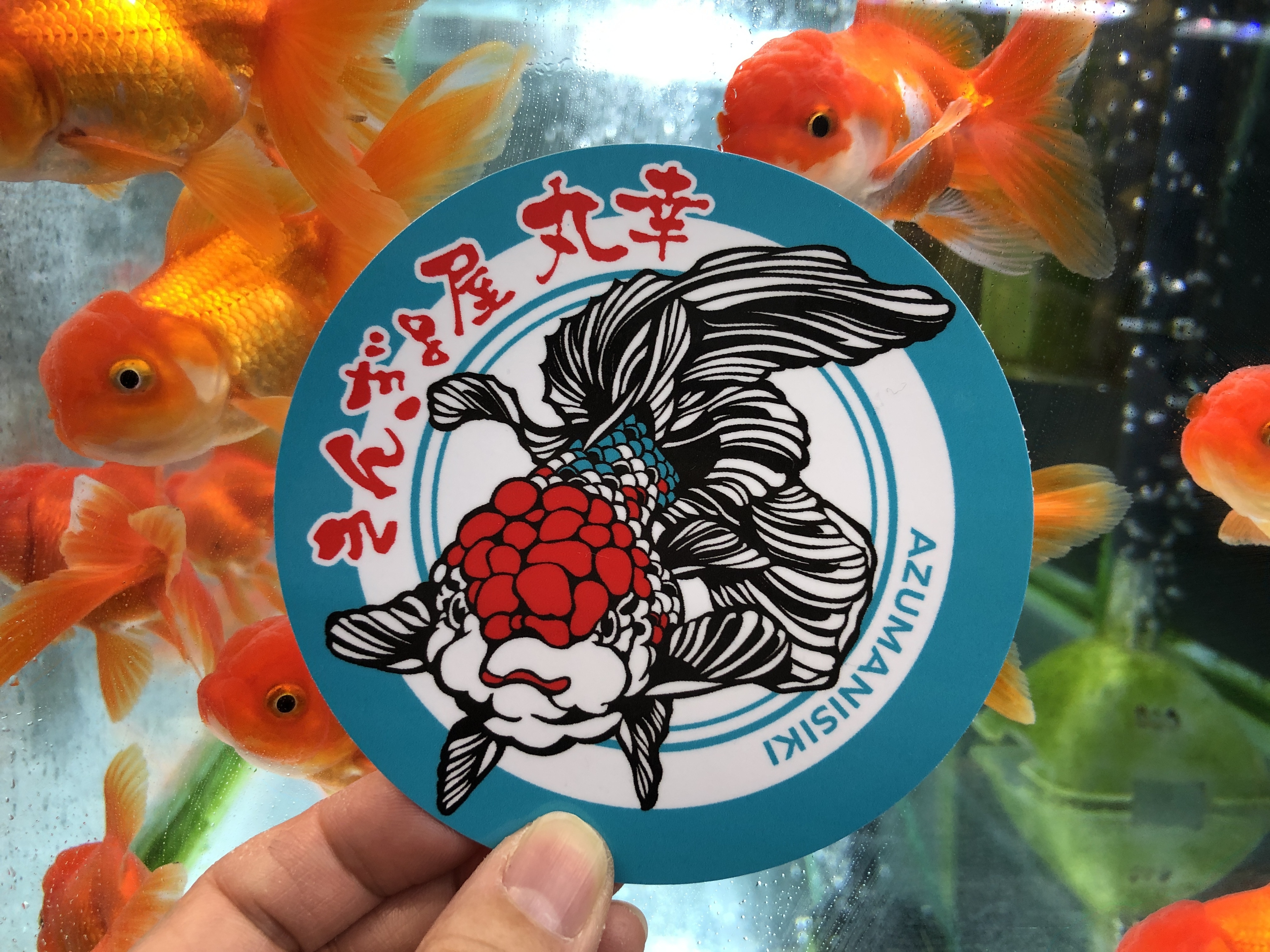 飼育用品 金魚の販売 通販なら佐賀県佐賀市 きんぎょ屋 丸幸 飼育用品 金魚の販売 通販なら佐賀県佐賀市 きんぎょ屋 丸幸