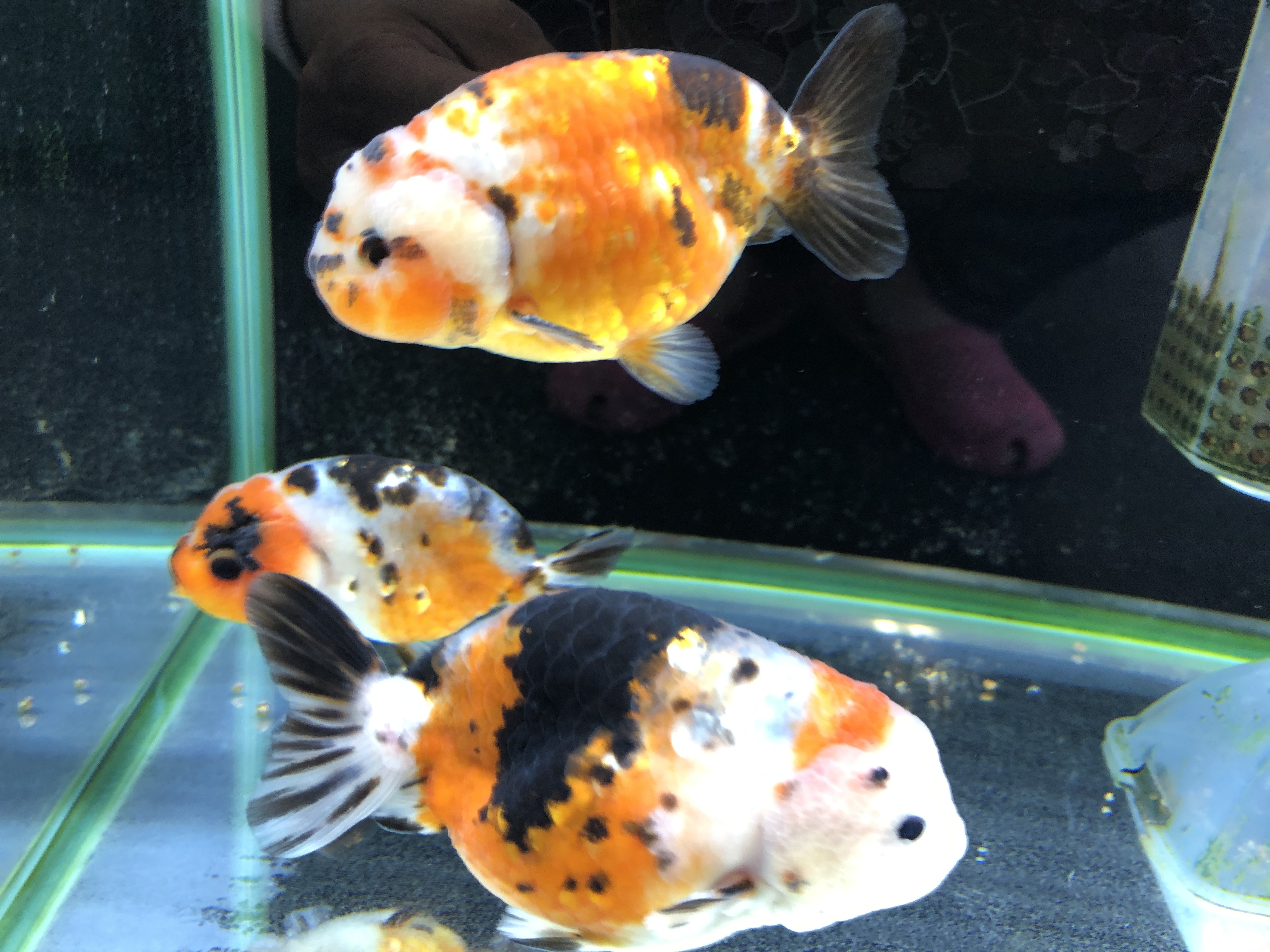 金魚リスト 金魚の販売 通販なら佐賀県佐賀市 きんぎょ屋 丸幸