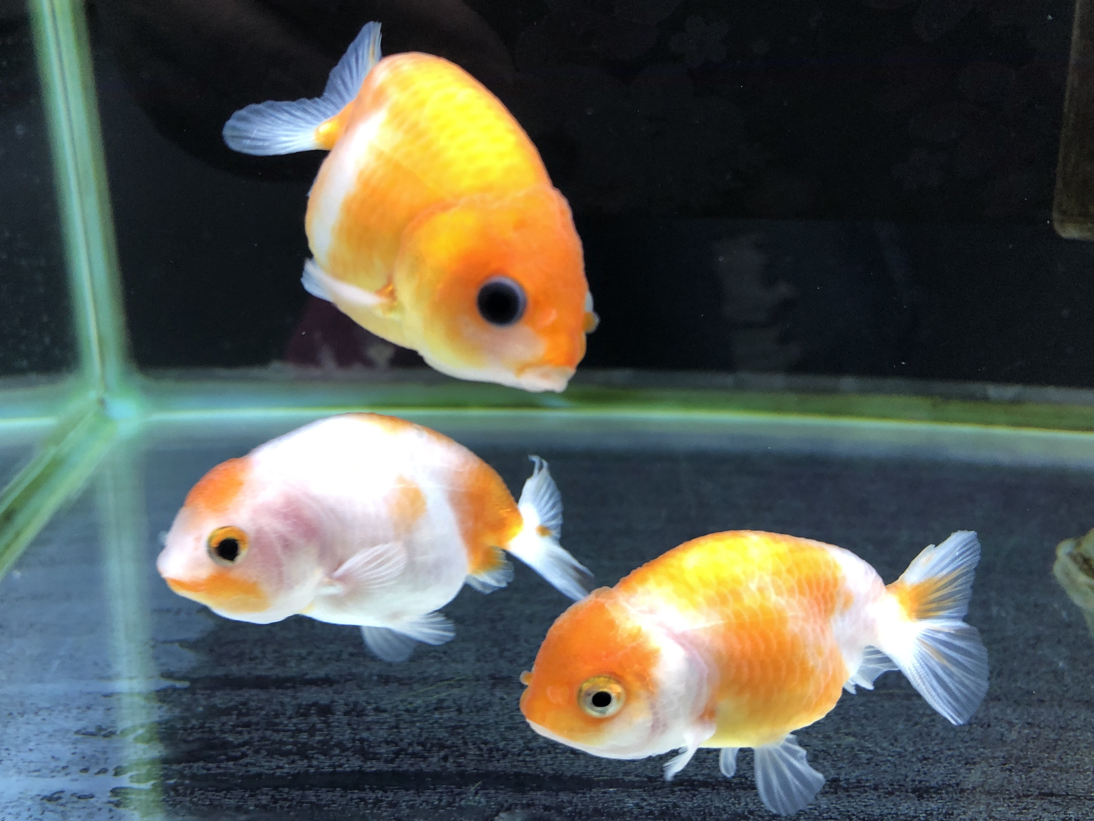 金魚リスト 金魚の販売 通販なら佐賀県佐賀市 きんぎょ屋 丸幸