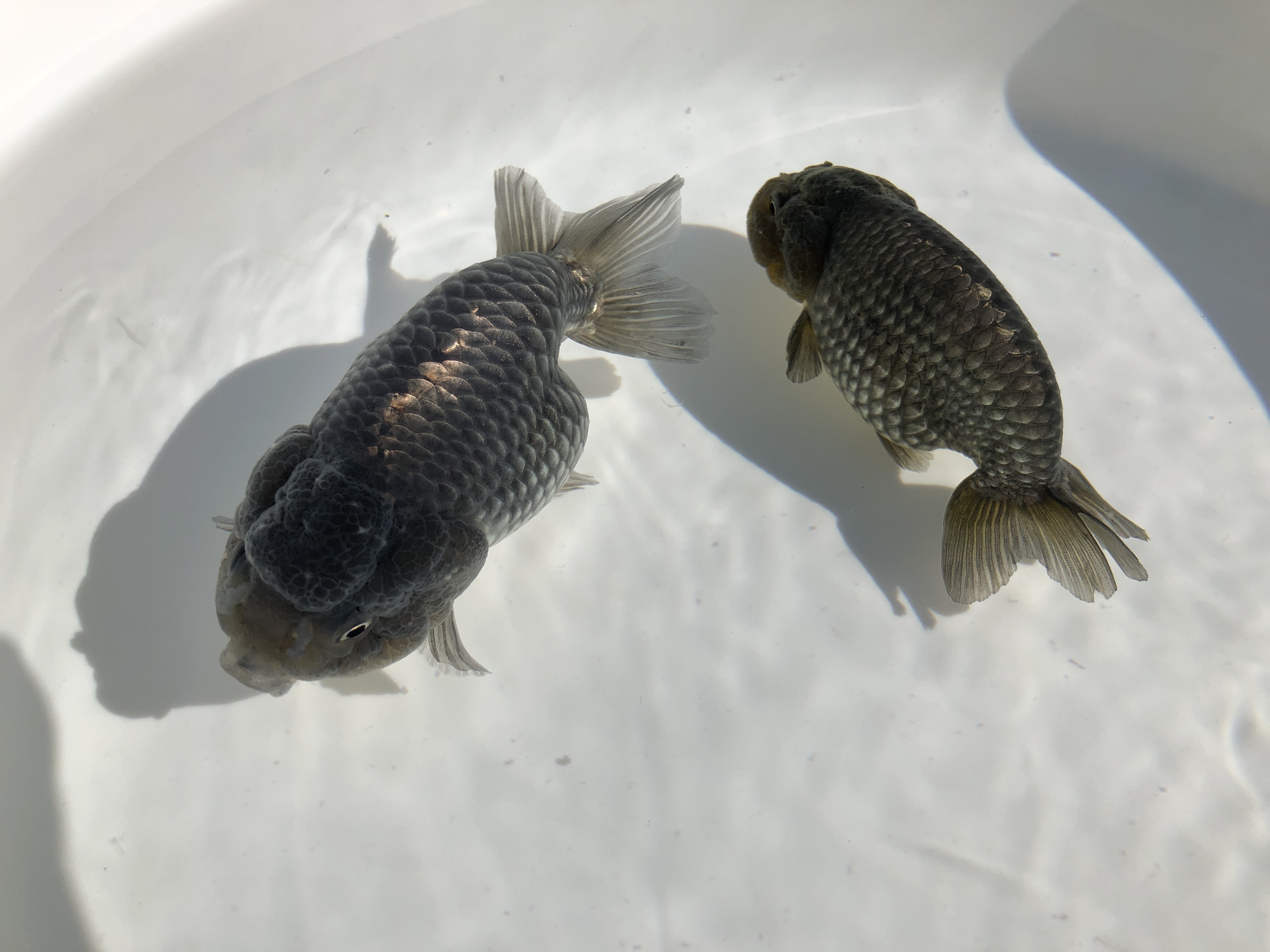 金魚リスト 金魚の販売 通販なら佐賀県佐賀市 きんぎょ屋 丸幸 金魚リスト 金魚の販売 通販なら佐賀県佐賀市 きんぎょ屋 丸幸