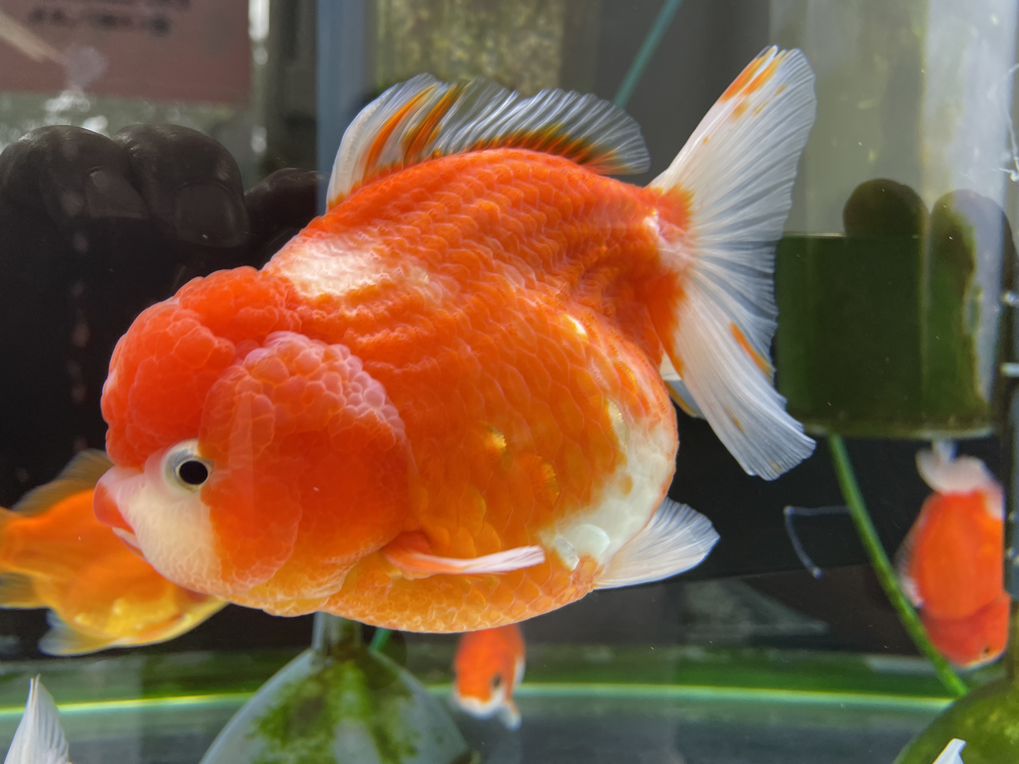 86wttkokcmrnum 86wttkokcmrnum