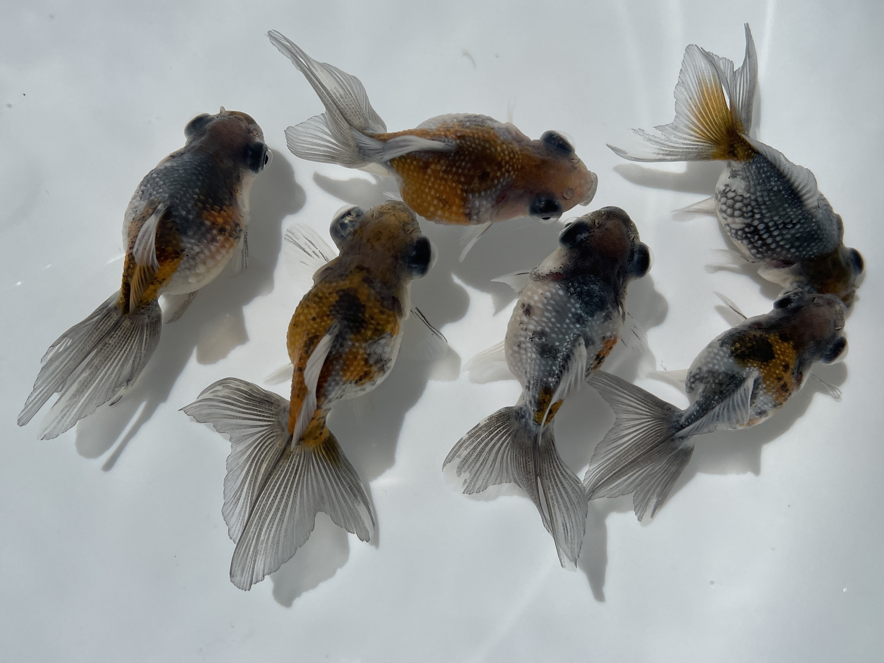 金魚リスト 金魚の販売 通販なら佐賀県佐賀市 きんぎょ屋 丸幸