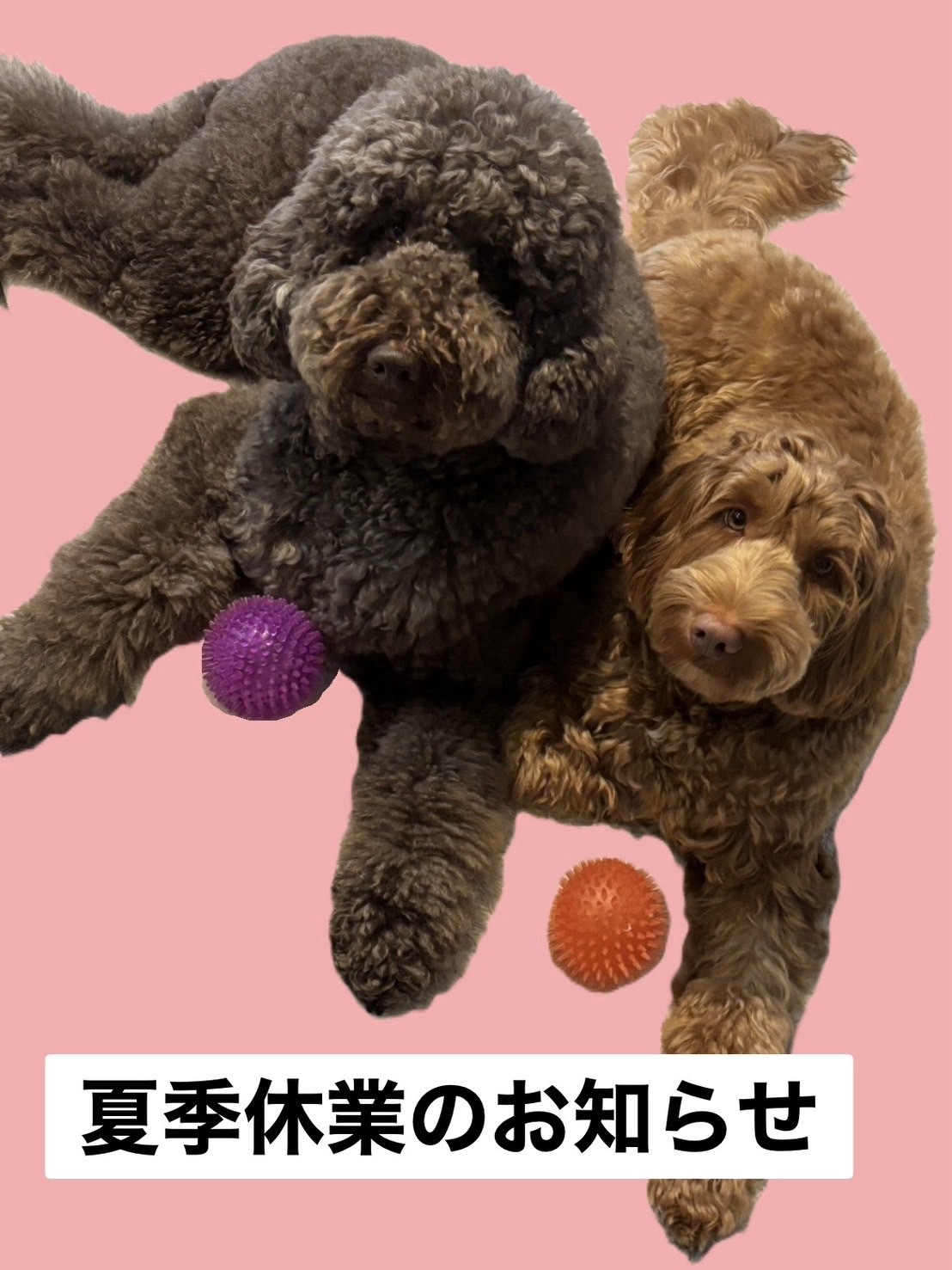 犬お盆