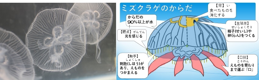クラゲ豆知識 知っておくと飼育の楽しさ倍増で す クラゲ豆知識 知っておくと飼育の楽しさ倍増で す
