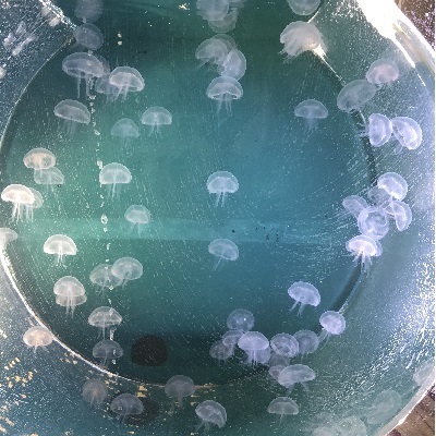 クラゲ豆知識 知っておくと飼育の楽しさ倍増で す クラゲ豆知識 知っておくと飼育の楽しさ倍増で す