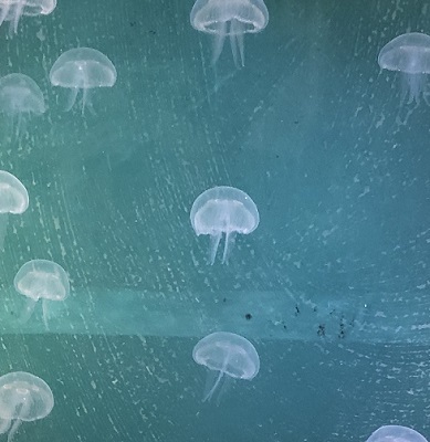 クラゲ豆知識 知っておくと飼育の楽しさ倍増で す クラゲ豆知識 知っておくと飼育の楽しさ倍増で す