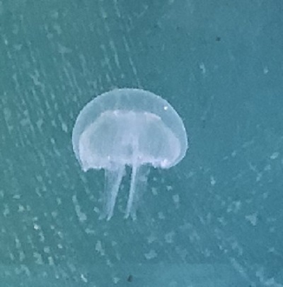 クラゲ豆知識 知っておくと飼育の楽しさ倍増で す クラゲ豆知識 知っておくと飼育の楽しさ倍増で す