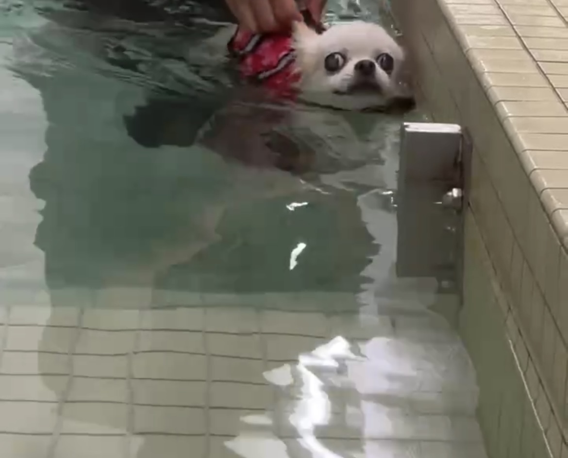 キモトモモちゃんプール
