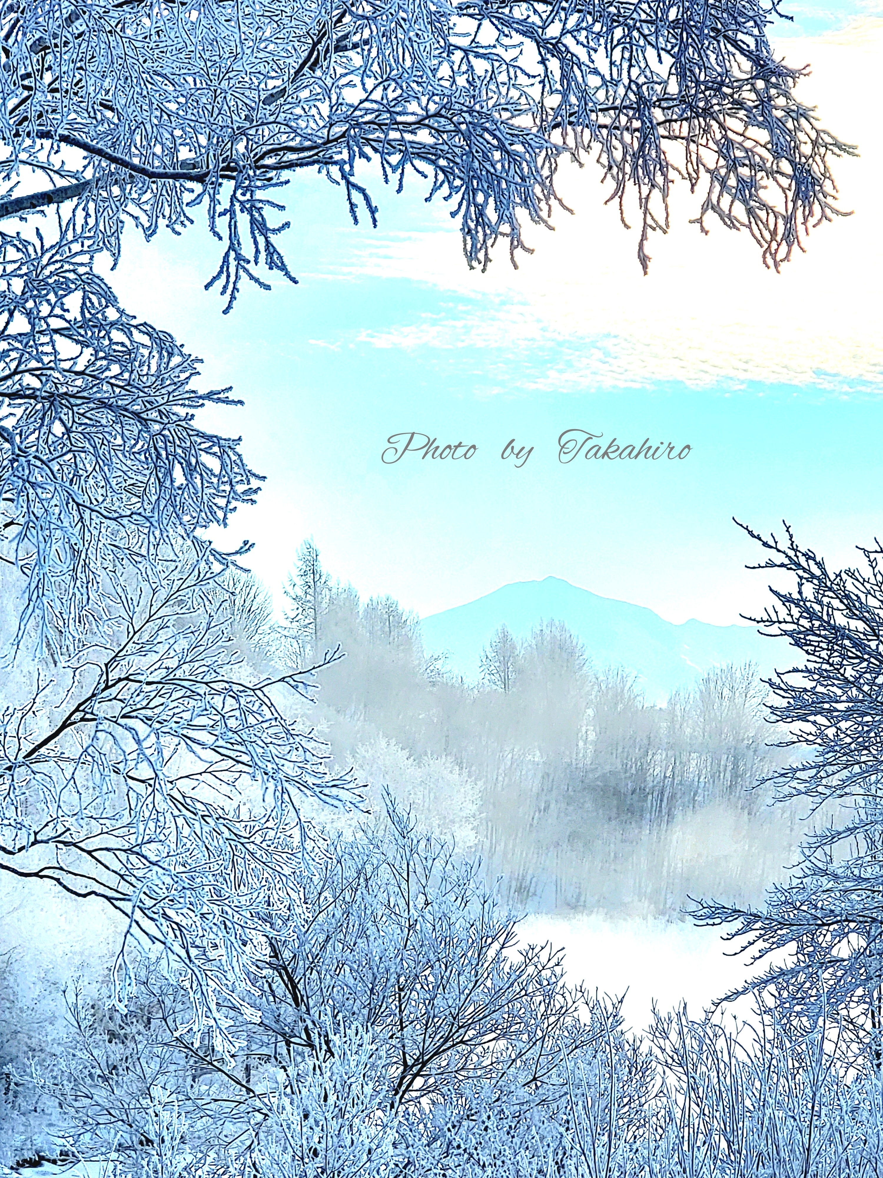 №81樹氷
